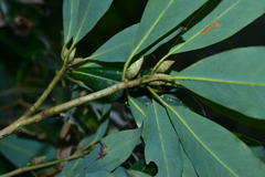 Machilus japonica