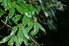 Machilus japonica