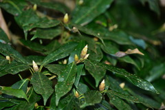 Machilus japonica