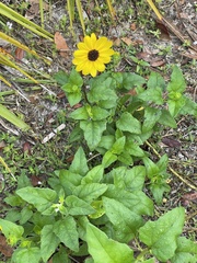 Helianthus debilis image