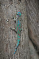 Phelsuma ornata