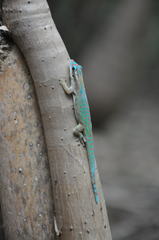 Phelsuma ornata
