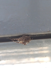 Larinioides sclopetarius