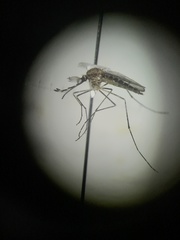 Culiseta particeps