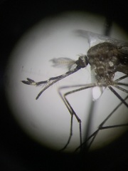 Culiseta particeps