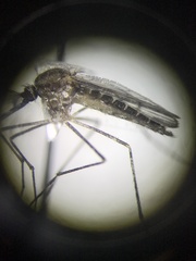 Culiseta particeps
