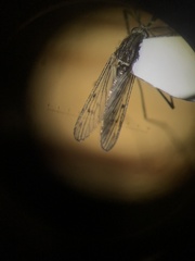 Culiseta particeps