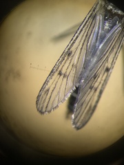 Culiseta particeps
