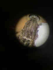 Culiseta particeps