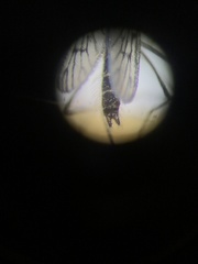 Culiseta particeps