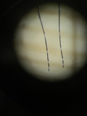 Culiseta particeps