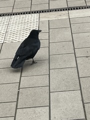 Corvus corone