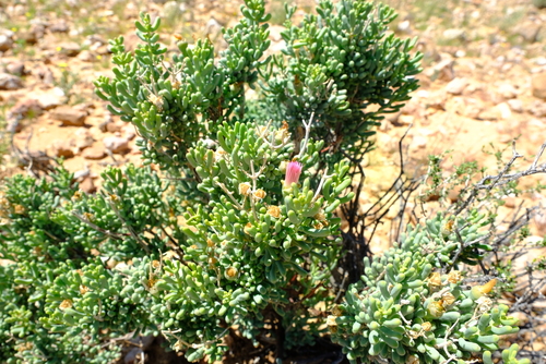 Mesembryanthemum serotinum image