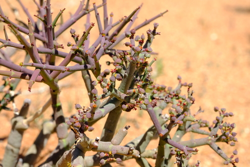 Euphorbia angrae image
