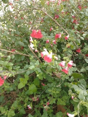 Salvia microphylla