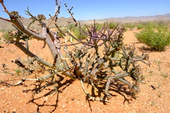 Image of Euphorbia angrae