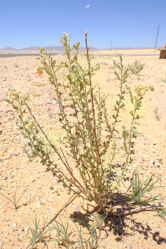 Hermannia gariepina image