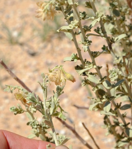 Hermannia gariepina image