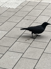 Corvus corone