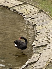 Cygnus atratus