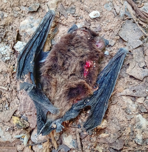 Red Myotis
