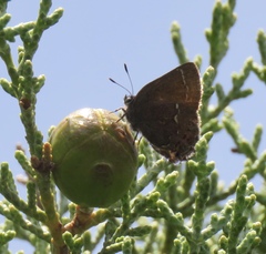 Callophrys muiri