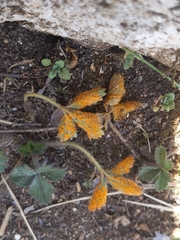 Phragmidium potentillae