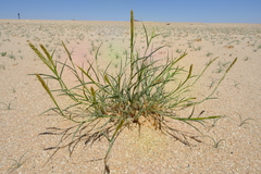 Eragrostis procumbens