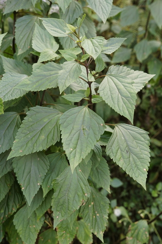 Ageratina adenophora