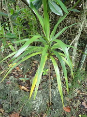 Dracaena concinna