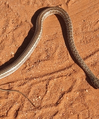 Psammophis leopardinus