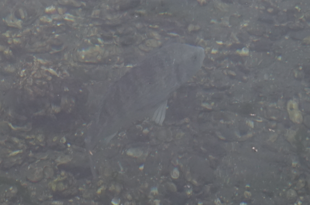 Blackhead Seabream (Acanthopagrus schlegelii)
