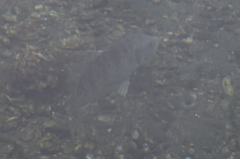 Acanthopagrus schlegelii