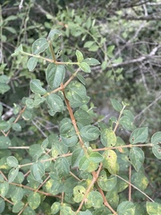Vanguerieae