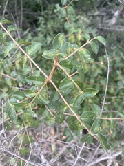 Vanguerieae