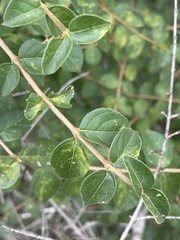 Vanguerieae