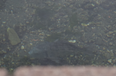 Acanthopagrus schlegelii