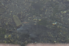 Acanthopagrus schlegelii