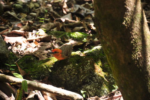 Mauritius Fody (Foudia rubra), photo 9