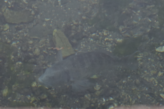 Acanthopagrus schlegelii