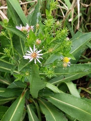 Symphyotrichum elliottii
