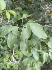 Vepris reflexa