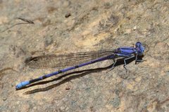 Argia munda