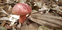 Exsudoporus floridanus