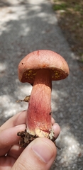 Exsudoporus floridanus