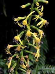 Ligularia stenocephala