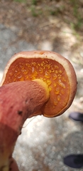 Exsudoporus floridanus