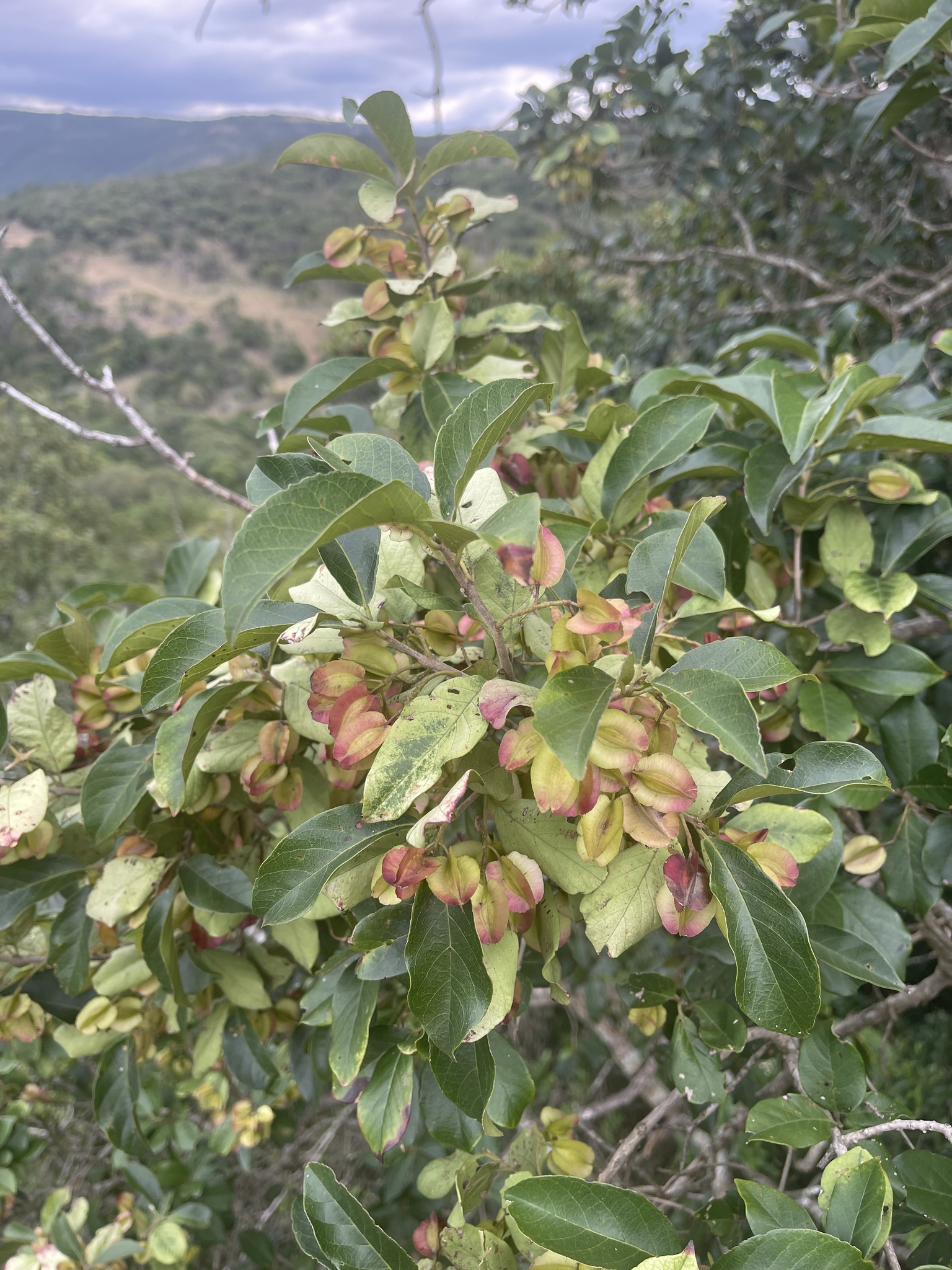 Imagem de Escova-de-macaco