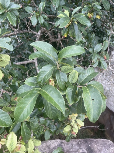 Foto de Escova-de-macaco