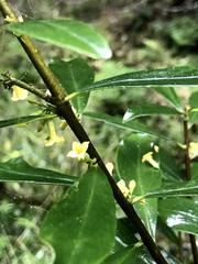 Daphne arisanensis